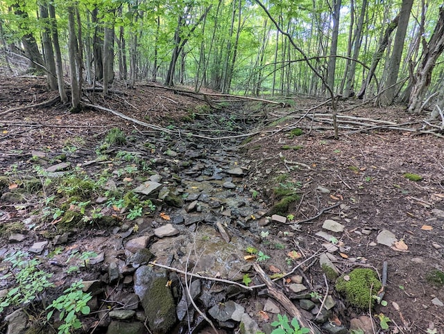 view of local wilderness