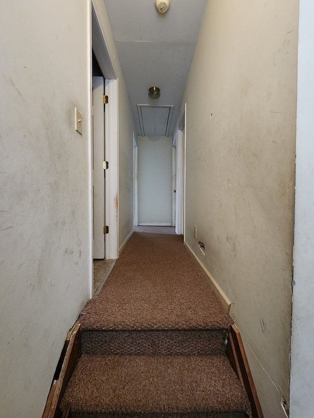 stairway featuring carpet floors