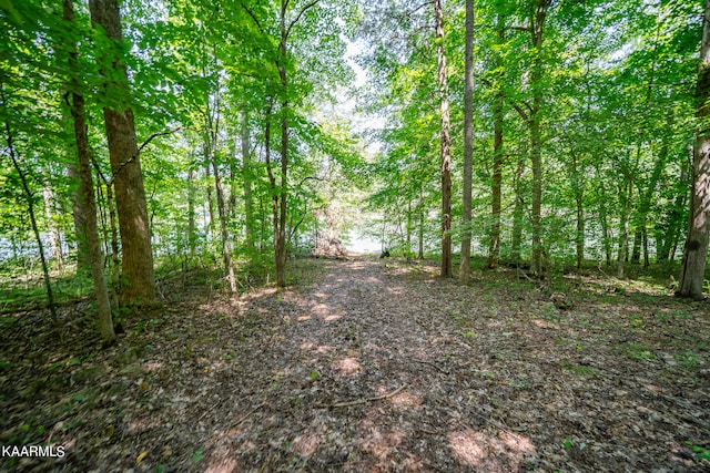 view of local wilderness