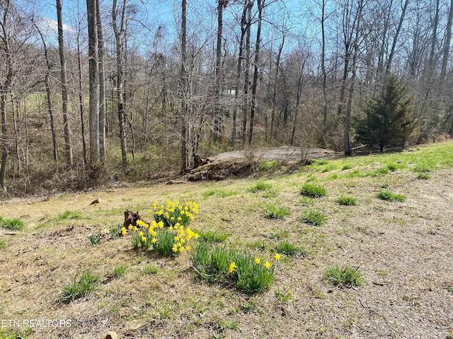 view of local wilderness