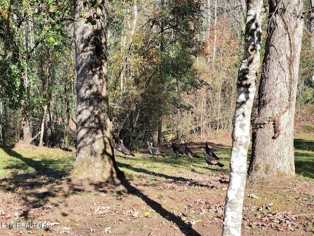 1968 E Millers Cove Rd, Walland, TN 37886 - photo 28