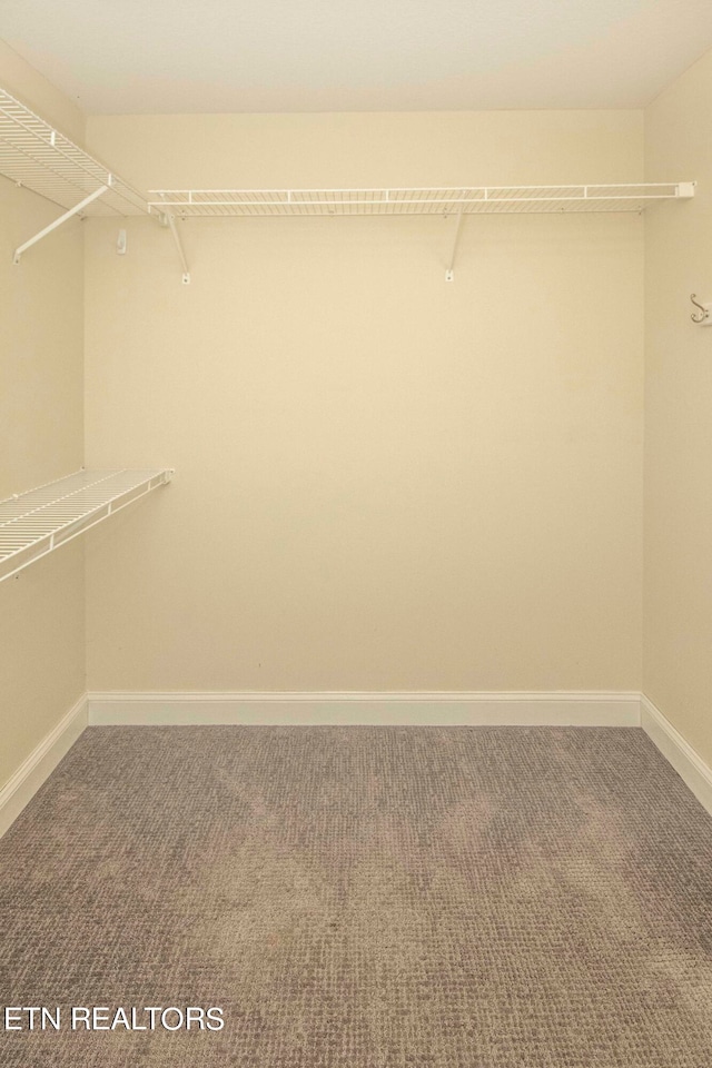 spacious closet featuring carpet