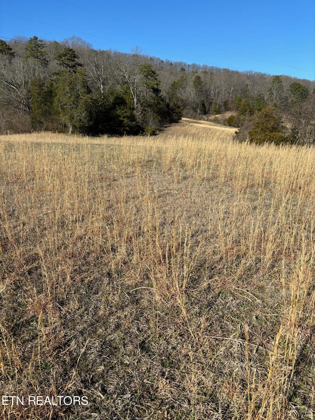 view of local wilderness