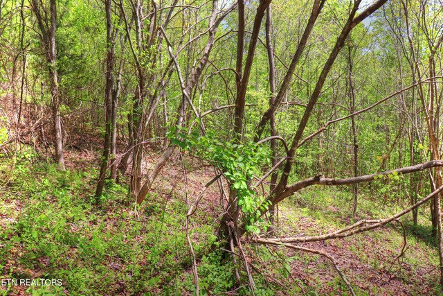 LOT172 Saddleridge Dr, Speedwell, TN 37870 - photo 14