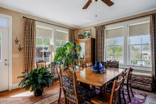 dining room featuring ceiling fan, crown molding, light wood-type flooring, and a wealth of natural light