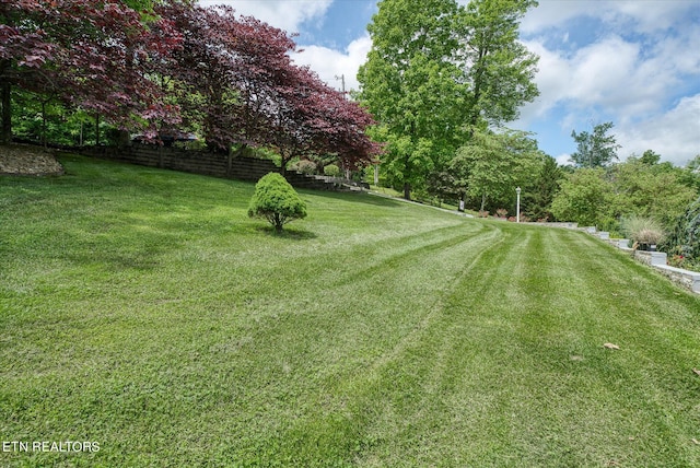 view of yard