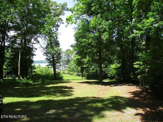 view of local wilderness