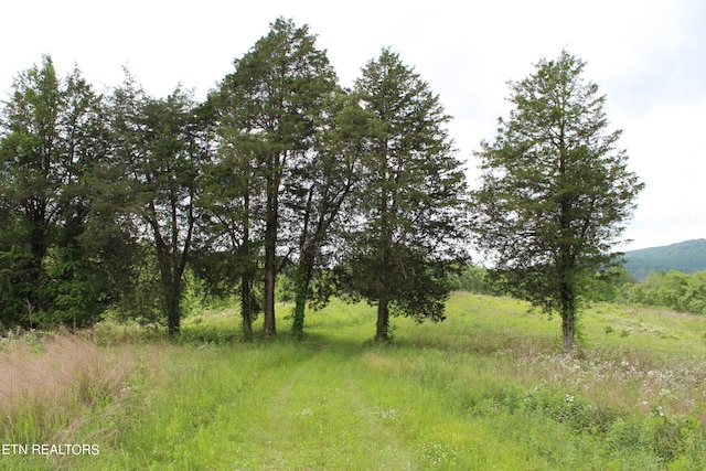 view of local wilderness