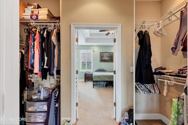 walk in closet featuring carpet and a tray ceiling