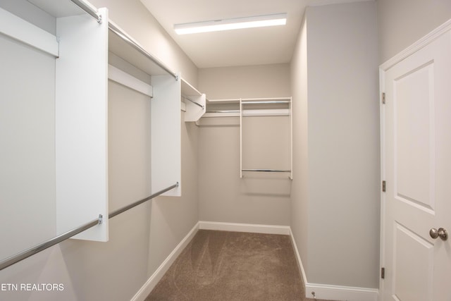 walk in closet featuring carpet floors