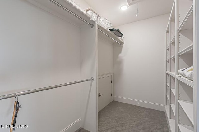 spacious closet featuring carpet