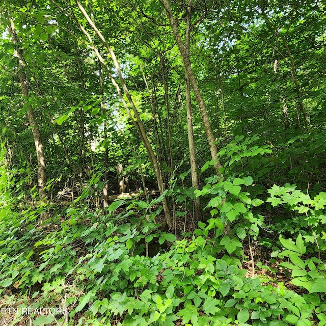 0 Elm Springs Ridge Rd, Washburn, TN 37888 - photo 8