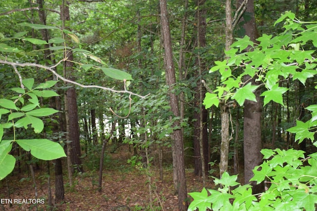 view of local wilderness