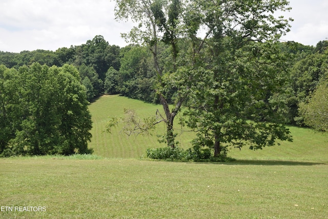 view of local wilderness