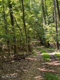 view of local wilderness