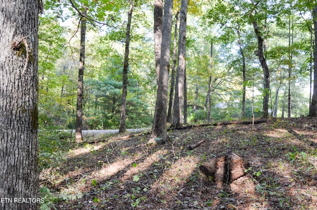 view of local wilderness