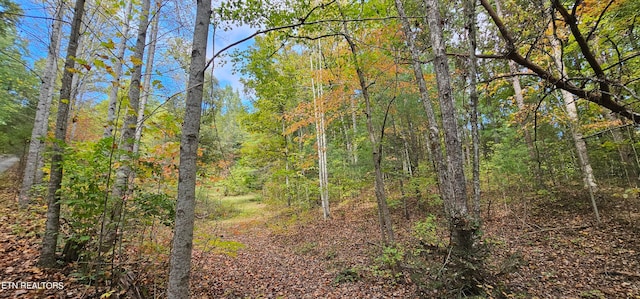 view of local wilderness