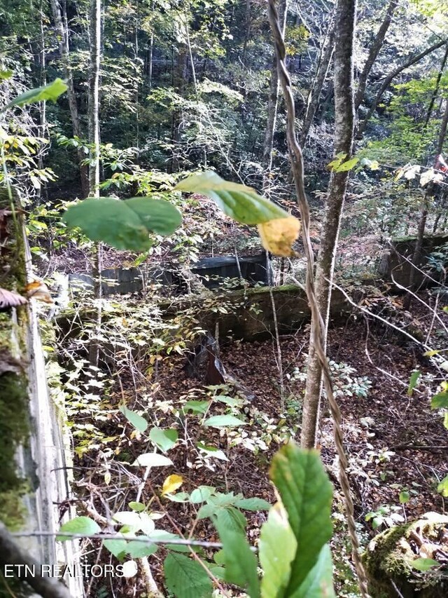 71.40AC Bunch Hollow Rd, New Tazewell, TN 37825 - photo 34
