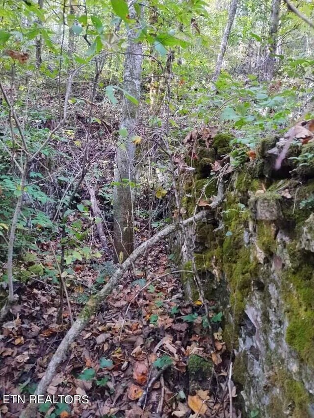 71.40AC Bunch Hollow Rd, New Tazewell, TN 37825 - photo 35