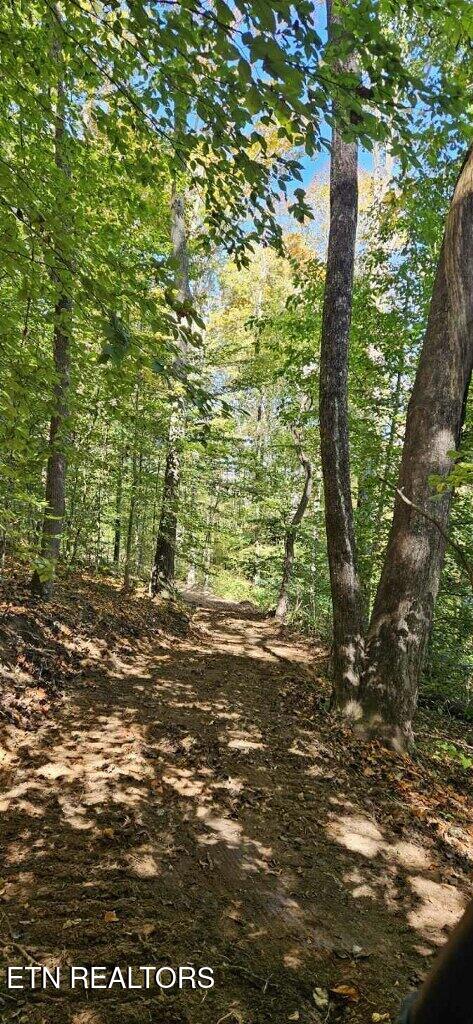 71.40AC Bunch Hollow Rd, New Tazewell, TN 37825 - photo 8