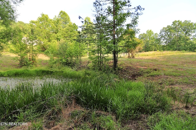 view of local wilderness