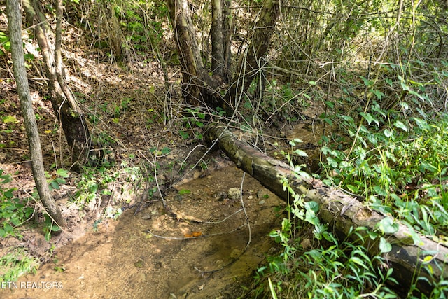 view of local wilderness