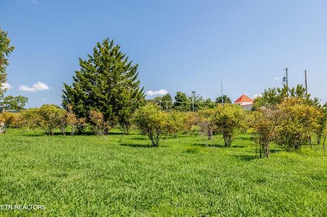 view of yard