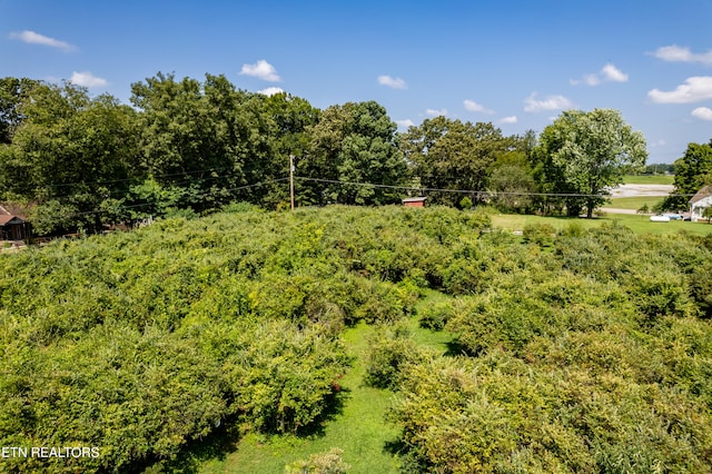 view of local wilderness