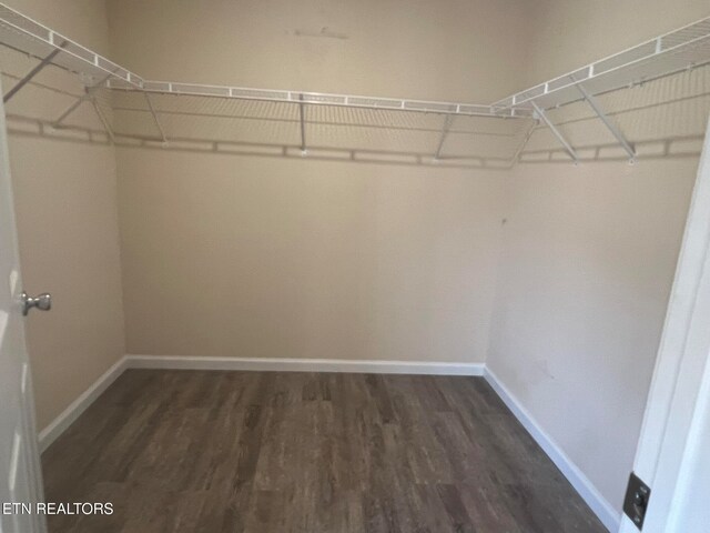 walk in closet with dark hardwood / wood-style floors