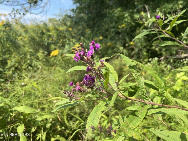 10.02AC Gum Springs Mountain Rd, Walling, TN 38587 - photo 15