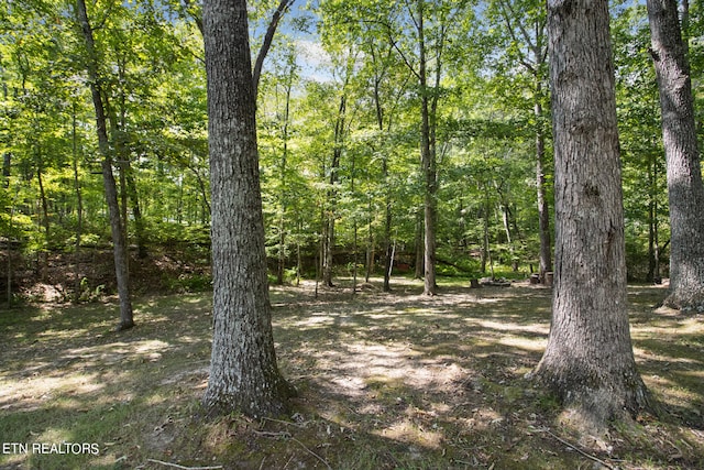 view of local wilderness