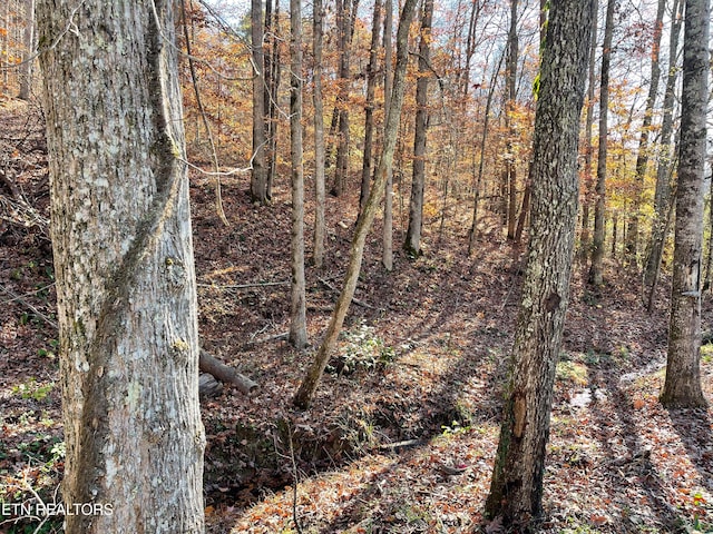 view of local wilderness