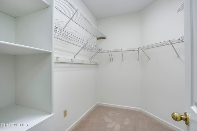 spacious closet featuring carpet flooring