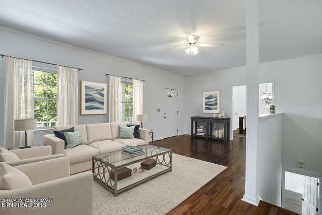 living room with crown molding, dark wood-type flooring, a wealth of natural light, and ceiling fan