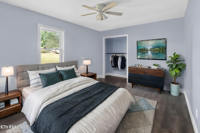 bedroom with ceiling fan, dark hardwood / wood-style flooring, a walk in closet, and a closet