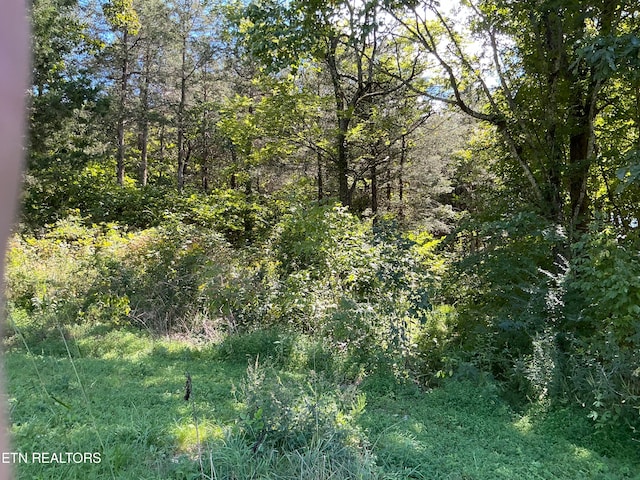 view of local wilderness