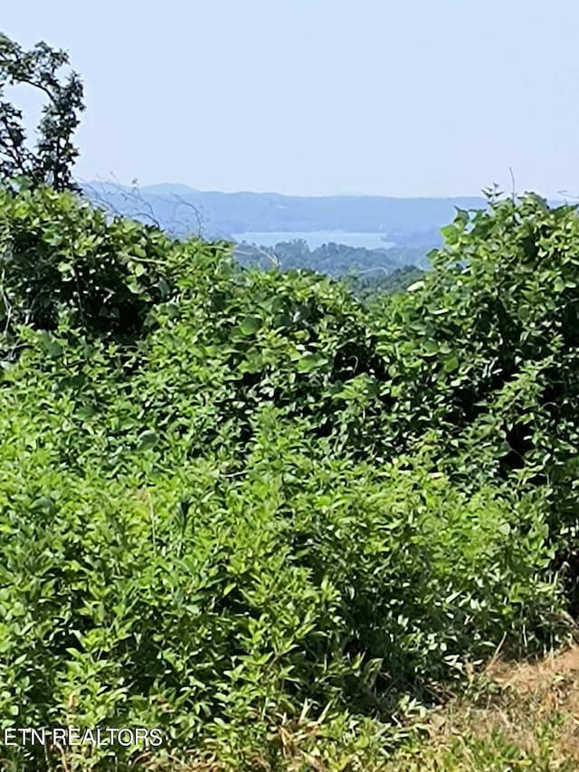 Ashe Cabin Hollow Rd, Harriman, TN 37748