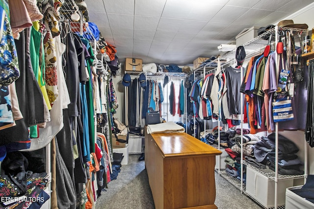 spacious closet featuring carpet