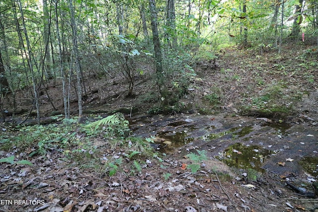 view of local wilderness