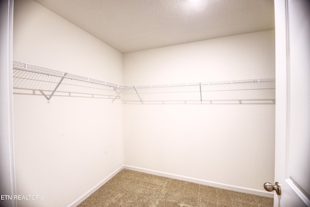 walk in closet featuring carpet flooring