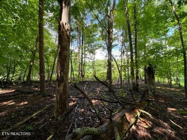 Hazelwood Ct, Baneberry, TN 37890 - photo 2