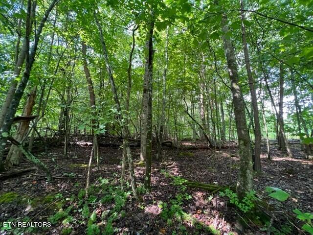 Hazelwood Ct, Baneberry, TN 37890 - photo 4