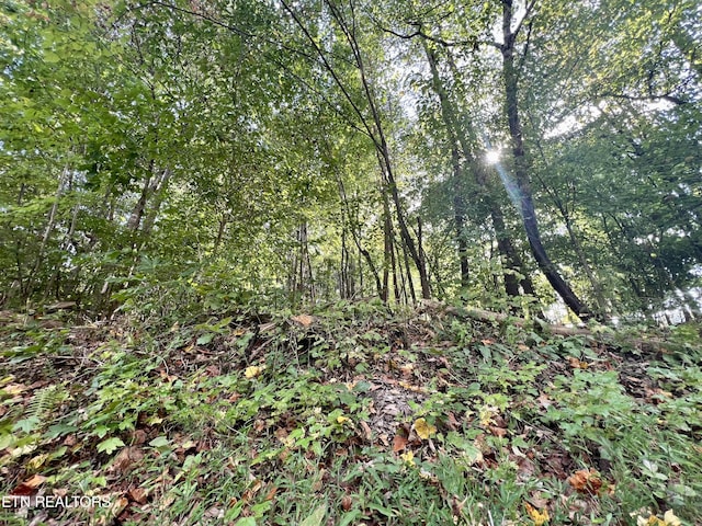 Hazelwood Ct, Baneberry, TN 37890 - photo 7