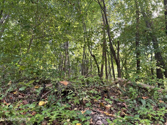 Hazelwood Ct, Baneberry, TN 37890 - photo 8