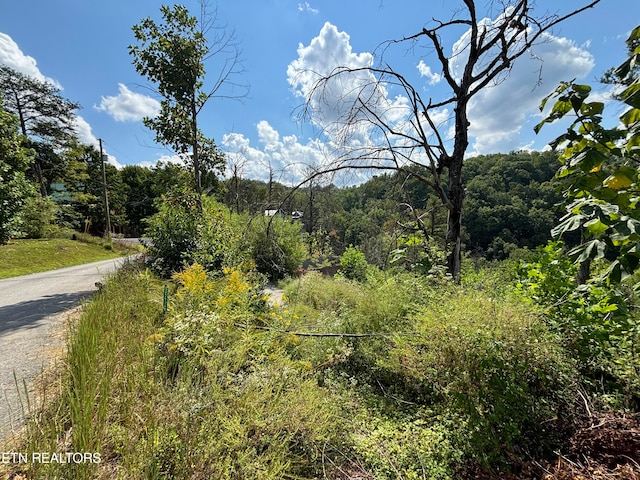 view of local wilderness