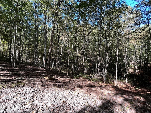 view of local wilderness