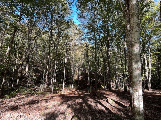 view of local wilderness