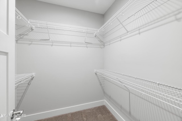 spacious closet featuring carpet floors