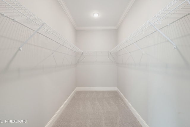 walk in closet with carpet floors