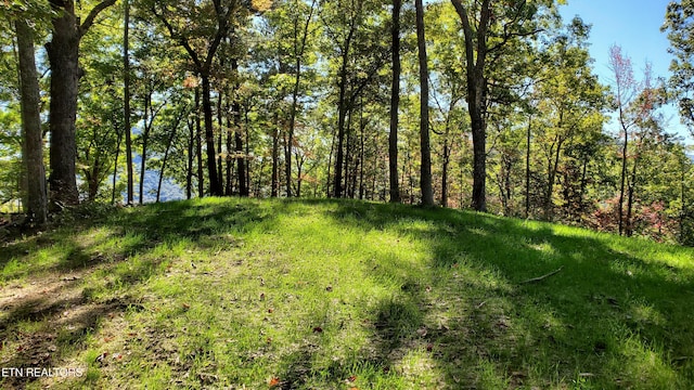 view of local wilderness